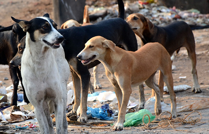 Stray dogs on prowl in Alochi Bagh Srinagar