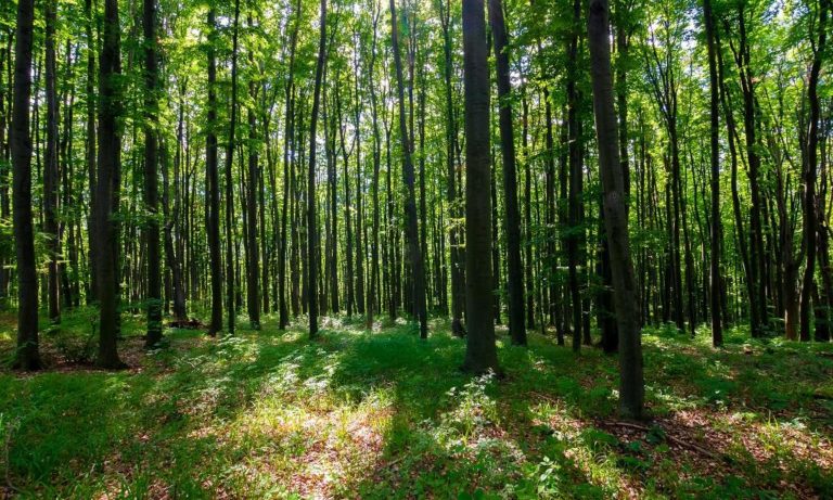 Forest Rights Act being Implemented in Jammu and Kashmir