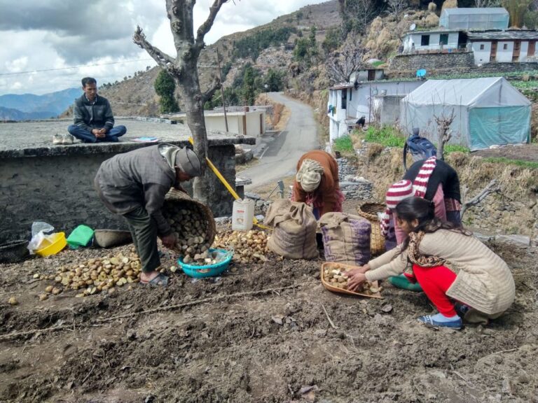 Potato Farming Emerging as Profitable Venture for Uttarakhand’s farmers