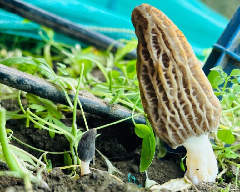 SKUAST-K develops cultivation process for most expensive wild Mushroom Gucchi 