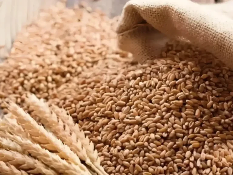 India’s Wheat Procurement Surges to Record 35 Million Tonnes