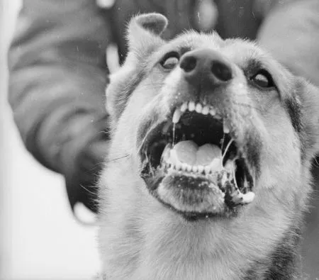 Kashmir: Woman Dies Weeks After Brutal Dog Attack Inside Her Own Backyard
