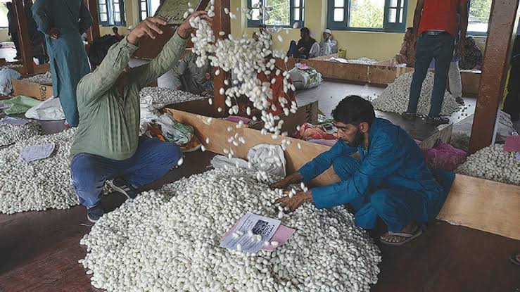 Spring Silk Cocoon Auction Opens in Srinagar
