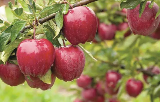 Apple Harvesting Peaks Across Kulgam