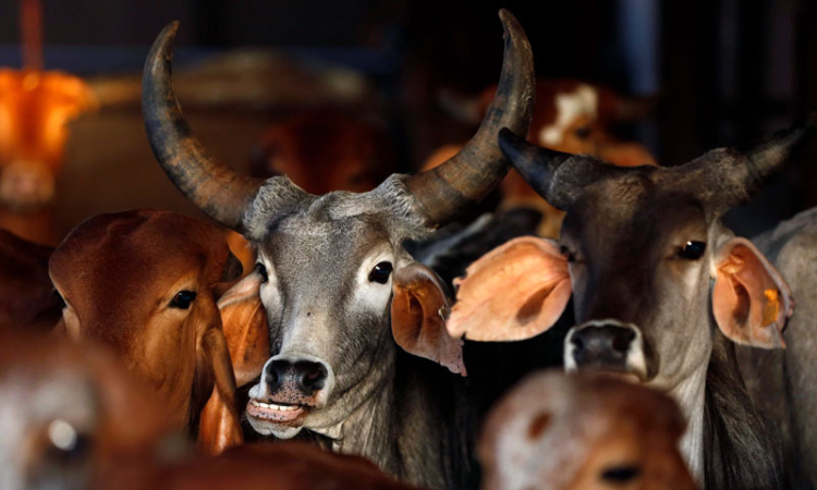 High Court Upholds Preventive Detention Of Kulgam Man In Cattle Theft Cases